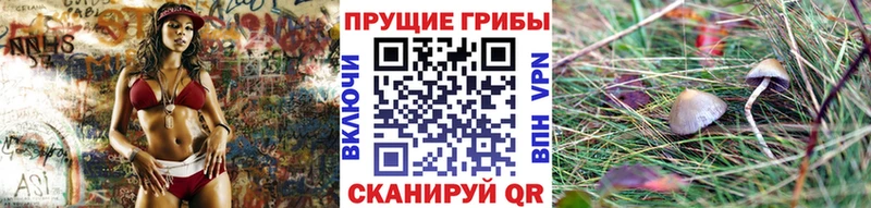 Купить Змеиногорск Псилоцибиновые грибы мицелий